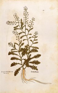Herdeväska - Capsella bursa-pastoris (Pastoria bursa) av Leonhart Fuchs från De historia stirpium commentarii insignes (Anmärkningsvärda kommentarer om växternas historia) färgstickad gravyr