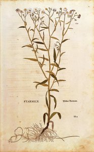 Sneezewort - Achillea ptarmica (Ptarmice) av Leonhart Fuchs från De historia stirpium commentarii insignes (Anmärkningsvärda kommentarer om växternas historia) färggravyr av Leonhard Fuchs