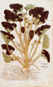 Sprutande gurka - Ecballium elaterium (Cucumis sylvestris) av Leonhart Fuchs från De historia stirpium commentarii insignes (Anmärkningsvärda kommentarer om växternas historia) färgstickad gravyr