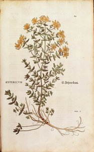 Johannesört (Hypericum perforatum) av Leonhart Fuchs från De historia stirpium commentarii insignes (Anmärkningsvärda kommentarer om växternas historia) färgstickad gravyr