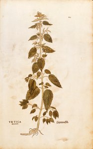 Brännnässla - Urtica dioica (Urtica maior) av Leonhart Fuchs från De historia stirpium commentarii insignes (Anmärkningsvärda kommentarer om växternas historia), färgstickad gravyr av Leonhard Fuchs