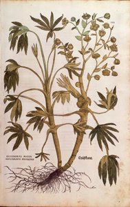 Stinkande hällborra eller dyngört - Helleborus foetidus (Helleborus niger adulterinus sylvestris) av Leonhart Fuchs från De historia stirpium commentarii insignes (Anmärkningsvärda kommentarer om växternas historia), färgstickad gravyr
