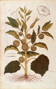 Törnäpple eller jimson ogräs - Datura stramonium (Stramonia) av Leonhart Fuchs från De historia stirpium commentarii insignes (Anmärkningsvärda kommentarer om växternas historia), färgad gravyr av Leonhard Fuchs