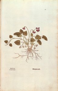 Viol (Viola odorata) av Leonhart Fuchs från De historia stirpium commentarii insignes (Anmärkningsvärda kommentarer om växternas historia), färgstickad gravyr