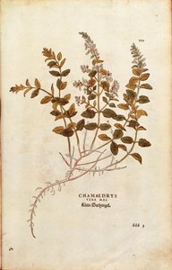 Wall Germander - Teucrium chamaedrys (Chamaedrys vera mas) av Leonhart Fuchs från De historia stirpium commentarii insignes (Anmärkningsvärda kommentarer om växternas historia) färggravyr av Leonhard Fuchs