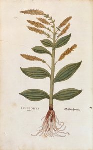 White Hellebore - Veratrum album (Elleborus albus) av Leonhart Fuchs från De historia stirpium commentarii insignes (Anmärkningsvärda kommentarer om växternas historia), färgstickad gravyr av Leonhard Fuchs