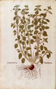 White Horehound (Marrubium vulgare) av Leonhart Fuchs från De historia stirpium commentarii insignes (Anmärkningsvärda kommentarer om växternas historia) färgstickad gravyr av Leonhard Fuchs
