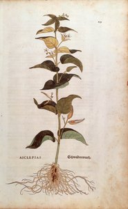 Vit svalört - Cynanchum vincetoxicum (Asclepias) av Leonhart Fuchs från De historia stirpium commentarii insignes (Anmärkningsvärda kommentarer om växternas historia) färggravyr av Leonhard Fuchs