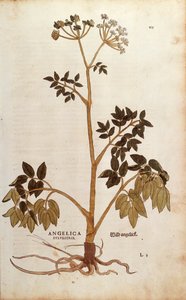 Wild Angelica (Angelica sylvestris) av Leonhart Fuchs från De historia stirpium commentarii insignes (Anmärkningsvärda kommentarer om växternas historia) färgstickad gravyr av Leonhard Fuchs