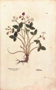 Skogsjordgubbe - Fragaria vesca (Fragaria maior et minor) av Leonhart Fuchs från De historia stirpium commentarii insignes (Anmärkningsvärda kommentarer om växternas historia), färgstick