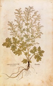 Malört - Artemisia absinthium (Absinthium vulgare) av Leonhart Fuchs från De historia stirpium commentarii insignes (Anmärkningsvärda kommentarer om växternas historia), färgstickad gravyr av Leonhard Fuchs