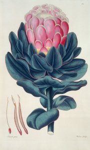 Protea speciosa, Perigonia pistillum (pl.12) från `Thesaurus Botanicus
