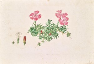 Alpnejlika (Dianthus alpinus)