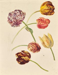 Tulpaner
