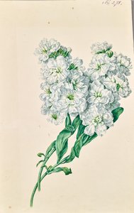 Vita blommor