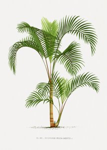 Xvi Hyophorbe I av Les Palmiers Histoire Iconographique