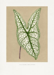 Illustration av ett grönt Caladium Belleymii-blad
