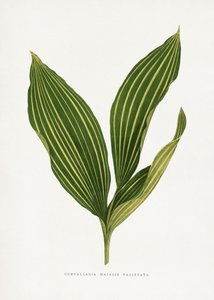 Illustration av liljekonvaljblad