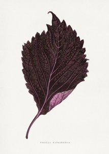 Illustration av ett blad från rosa perilla (Perilla nankinensis)