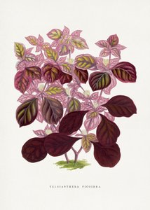 Illustration av ett rosa blad av Teleianthera ficoidea av Les Plantes a Feuillage Colore