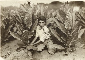 Tioårig plockare på Gildersleeve Tobacco Farm