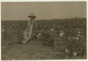 5-åriga Willie Hesse plockar 15 pund bomull om dagen på sina föräldrars 80 hektar stora gård nära West, Texas, 1913 av Lewis Wickes Hine