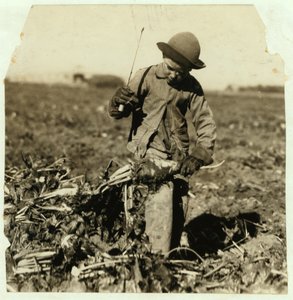 Alex Reiber, 7 år, fortsätter att toppa sockerbetor efter att ha "hakat" sitt knä, nära Sterling, Colorado, 1915 av Lewis Wickes Hine