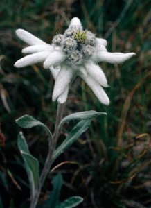 Edelweiss (bild) av Unbekannt Unbekannt