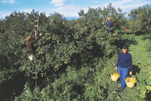 Skörda bergamott, Kalabrien, Italien (foto) av Unbekannt Unbekannt
