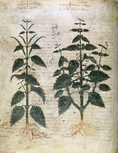Herbals Nässlor (orties), 600-talet av Unbekannt Unbekannt