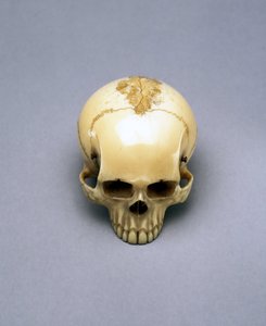 Modell av en dödskalle, förmodligen en netsuke, japansk av Unbekannt Unbekannt