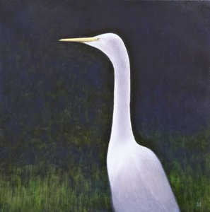 Vit Egret