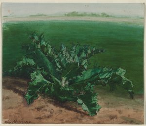 Studie av en växt, möjligen tistel, 1862.