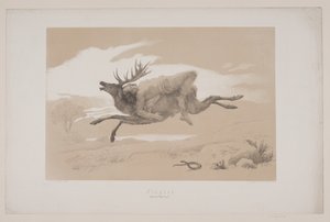 Flygningen, sid. 11, illustration till Christian Winthers "Flight of the Deer" av Lorenz Frølich