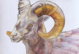 American Long Horn, 2004 (akvarell och akryl på gesso på papper) av Lou Gibbs