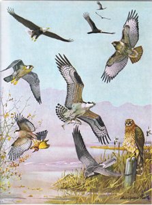 Bald Eagle, Turtle Vulture, Eastern Red Tailed Hawk, Duck Hawk, American Osprey, Marsh Hawk av Louis Agassiz Fuertes