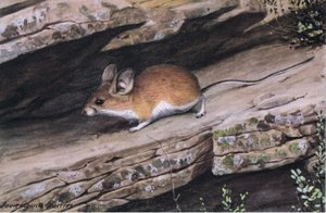 Big Eared Pinion Mouse representerar den vitfotade klanen i de karga kanjonerna i sydväst av Louis Agassiz Fuertes