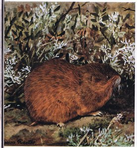 Brown Lemming, en tjock gnagare som lever i en bikaka av tunnlar av Louis Agassiz Fuertes