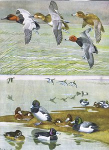 Illustration från puben The Natural History of American Birds of Eastern and Central North America. av Bramhall House c.1970 av Louis Agassiz Fuertes