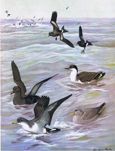Illustration från puben The Natural History of American Birds of Eastern and Central North America. av Bramhall House c.1970