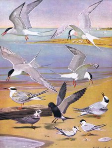Illustration från puben The Natural History of American Birds of Eastern and Central North America. av Bramhall House c.1970