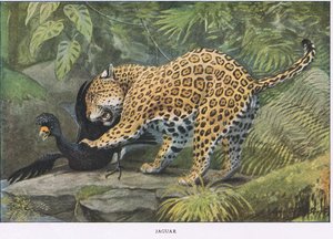 Jaguar av Louis Agassiz Fuertes