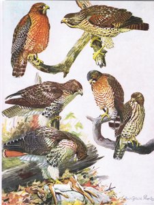Northern Red Shouldered Hawk, Eastern Red Tailed Hawk, Broad Winged Hawk av Louis Agassiz Fuertes