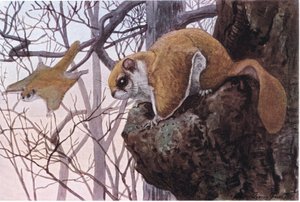 Southern Flying Squirrel har glidmembran av Louis Agassiz Fuertes