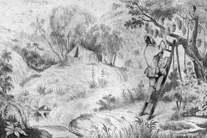 Jag hade mer än tvåhundra kluster... gravyr efter M. de Sainsons teckning till boken Daniel Defoe (De foe) “Robinson Crusoe”” fransk upplaga från 1837.