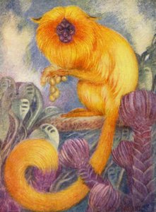 På djurparken: Marmoset Monkey (färg litho) av Louis Augustus Sargent