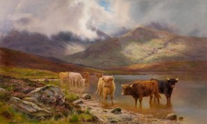 Highland Cattle (olja på duk)