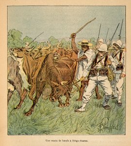 Kriget i Madagaskar-Anekdotisk historia om de franska expeditionerna 1885-1895 av Henri Galli dit Galllichet (1854-1922), illustrerad av Louis Bombled (1862-1927): I Diego-Suarez kräver den franska armén oxar, Privat samling av Louis Charles Bombled