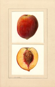 Persikor (Prunus persica: Nummer 10) (akvarell) av Louis Charles Christopher Krieger