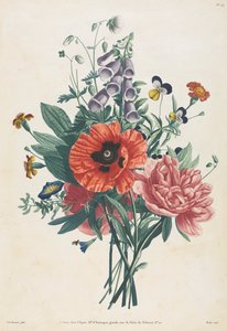 Samling av blommor och frukter målade efter naturen: Bukett av Foxglove, Clematis, Pensy, Pion, Poppy och Yellow Day Lily